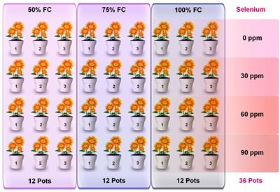 Exogenous application of selenium on sunflower (Helianthus annuus L.) to enhance drought stress tolerance by morpho-physiological and biochemical adaptations